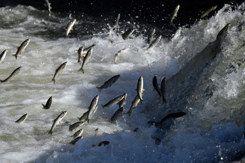 Uçan balıkların muhteşem göçü