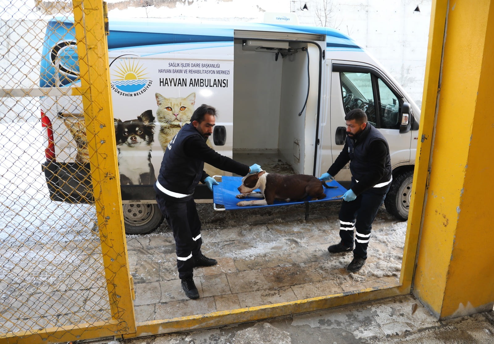 Van Büyükşehir Belediyesi yasaklı ırk köpeklerini ücretsiz kısırlaştıracak