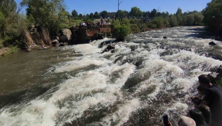 Van Gölü’nde İnci Kefalinin Muhteşem Göçü Başladı